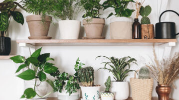 Grow Plants Indoors