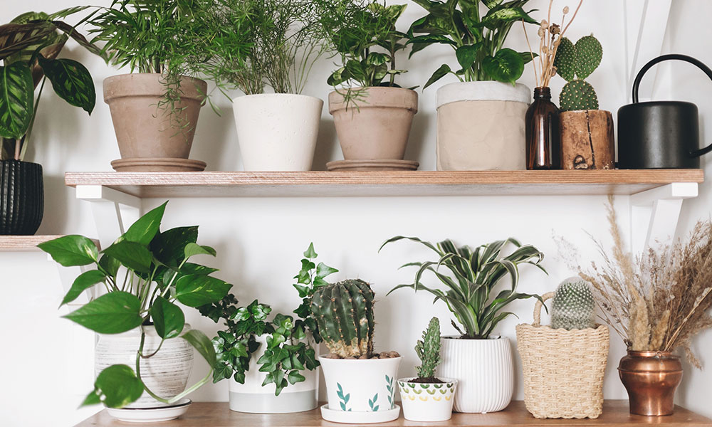 How to Grow Plants Indoors Without Sunlight Magazine Hubs