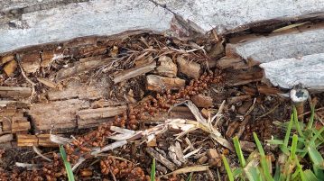 Flying Termites in Yard